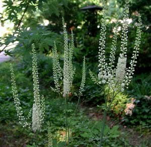 BLACK COHOSH Cimicifuga racemosa Meno pause relief 50