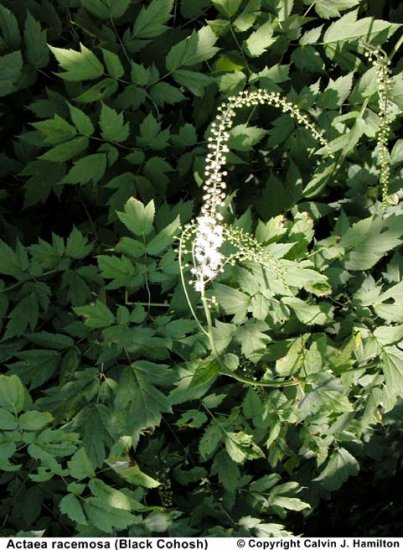 BULK - BLACK COHOSH Cimicifuga racemosa Menopause relief 500 seeds