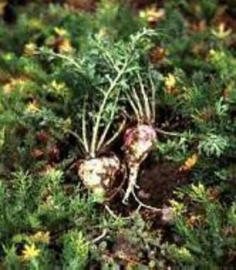 MACA The magic herb for potenz and menopause 100+ seeds