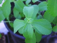 STEVIA not only a natural calorie free sugar 200+ seeds