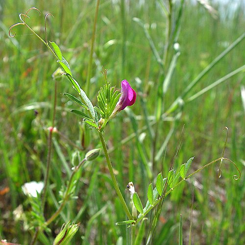 VICIA SATIVA COMMON VETCH 20 seeds