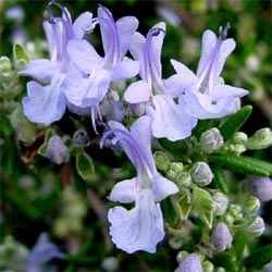 ROSEMARY - ROSEMARINUS OFFICINALIS ground cover 500 seeds