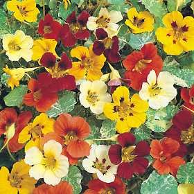 BULK - NASTURTIUM JEWEL OF AFRICA MIX flowers to eat 100 seeds