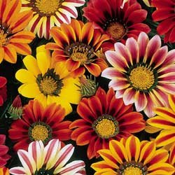 GAZANIA SUNSHINE MIX SPLENDENS 100 seeds