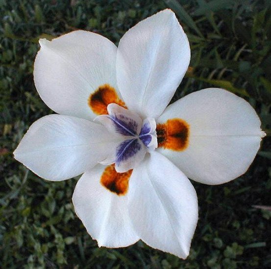 FORTNIGHT LILY AFRICAN IRIS DIETES VEGETA 10 seeds