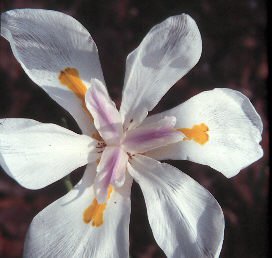 BULK - FORTNIGHT LILY AFRICAN IRIS DIETES VEGETA 100 seeds
