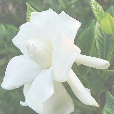 CAPE JASMINE GARDENIA JASMINOIDES fragrant 20 seeds