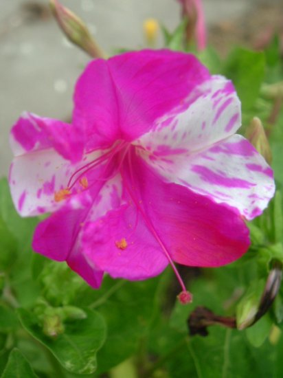 FOUR O' CLOCK M..JALAPA mix mirabilis 10 seeds