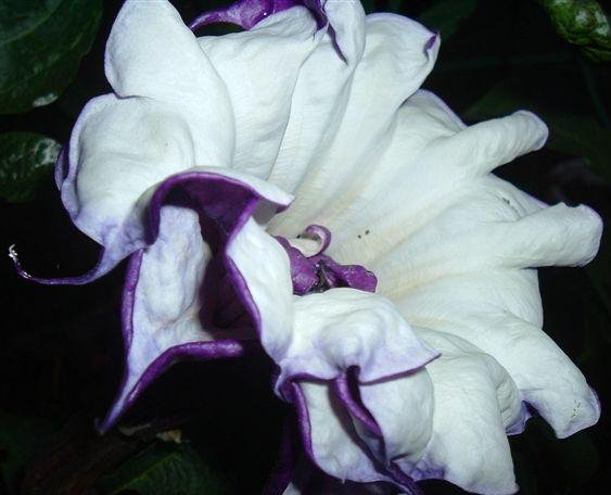 DATURA METEL double purple Devil's trumpet 25 seeds