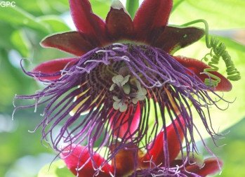PASSIFLORA QUADRANGULARIS Giant Grenadilla passion vine 8 seeds