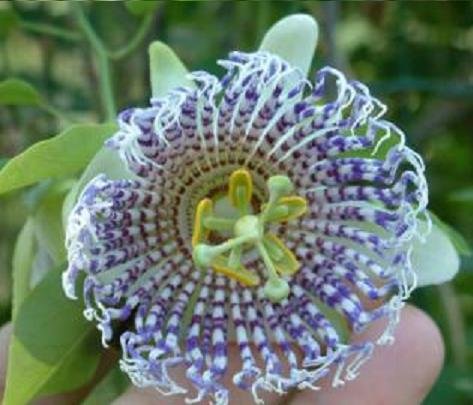 PASSIFLORA ACTINIA edible fruits rare 10 seeds