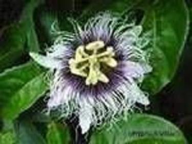 BULK - PASSIFLORA EDULIS sp. FLAVICARPA yellow fruit Passion vine 100 seeds