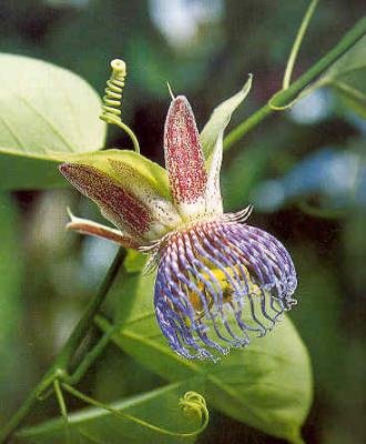 PASSIFLORA MALIFORMIS Rosy passion vine 10 seeds