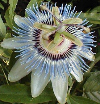 PASSIFLORA CEARULEA Passion vine 'Blue Crown' 10 seeds