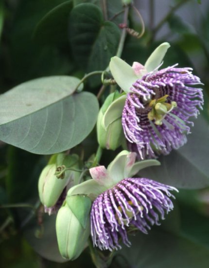 PASSIFLORA LIGULARIS Sweet grenadilla 100 seeds