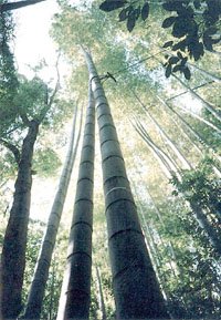MOSO BAMBOO PHYLLOSTACHYS PUBESCENS 10 seeds