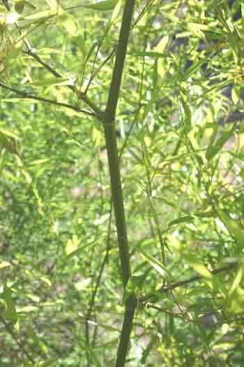 WATER BAMBOO PHYLLOSTACHYS HETEROCLADA hardy 100 seeds