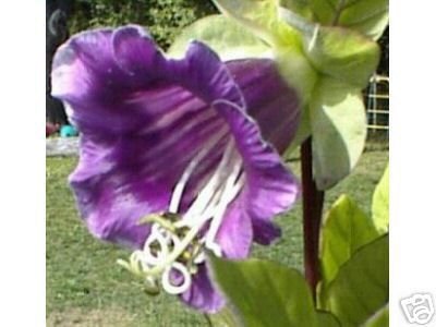 BULK - CATHEDRAL BELLS cup and saucer vine CANDEA SCANDENS 100 seeds