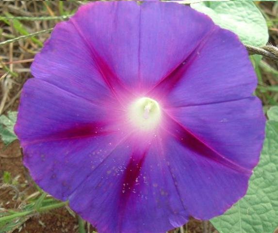 IPOMOEA KNIOLA'S PURPLE Black Morning Glory 100 seeds