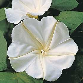 BULK IPOMOEA ALBA Moonflower night blooming fragrant 100 seeds