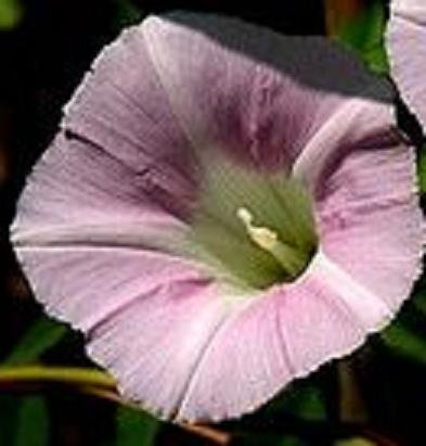 CONVOLVULUS SEPIUM Morning Glory pale pink 10 seeds