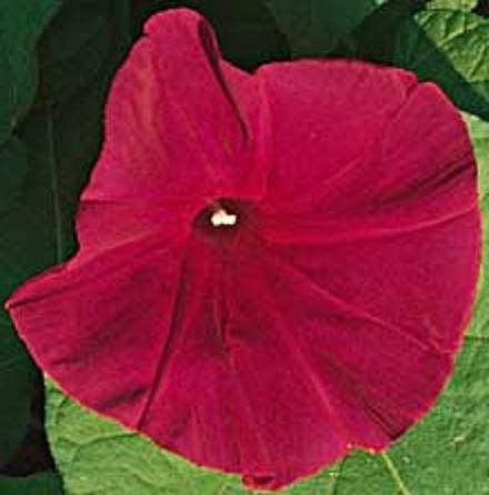 IPOMOEA NIL Morning Glory Scarlet o Hara All-America winner 50 seeds