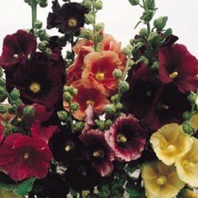 ALCEA ROSEA Hollyhock Pioneer mix garden favorite 15 seeds