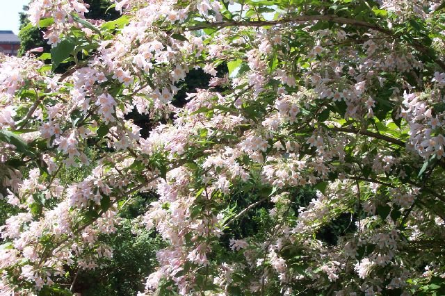 BEAUTYBUSH KOLKWITZIA AMABILIS 10 seeds