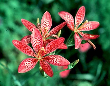 BLACKBERRY LILY BELAMCANDA CHINENSIS 10 seeds