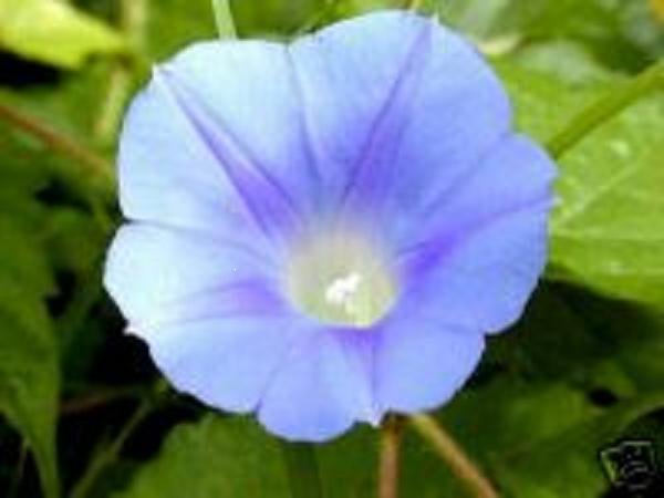 IPOMOEA HEDERACEA Blue Ivy-leaved Morning Glory 30 seeds
