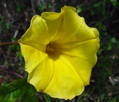 IPOMOEA MERREMIA TUBEROSA Hawaiian Woodrose Morning Glory 10 seeds