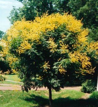 GOLDEN RAIN TREE KOELREUTERIA PANICULATA 10 seeds