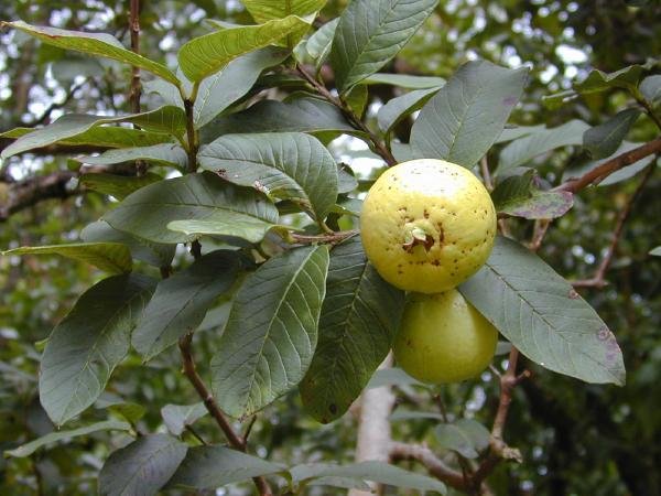 GUAVA PSIDIUM GUAJAVA 15 seeds