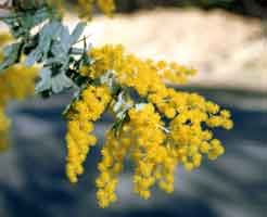 GOLDEN MIMOSA ACACIA BAILEYANA 10 seeds