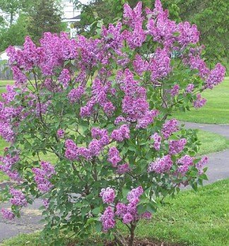FRENCH LILAC SYRINGA VULGARIS extremly fragrant 10 seeds