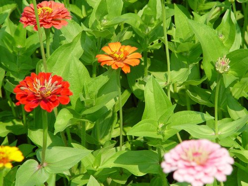 BULK ZINNIA CALIFORNIA GIANT MIX 1000 seeds