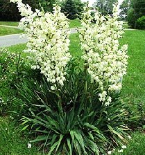 YUCCA FILAMENTOSA ADAMS NEEDLE zone 5 hardy 10 seeds