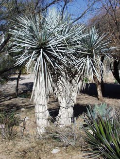 BULK BLUE YUCCA RIGIDA showy specimen winter hardy 100 seeds