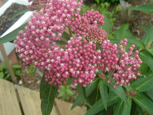 bulk butterfly flower milkweed dark pink asclepia bulk butterfly flower milkweed dark pink asclepia
