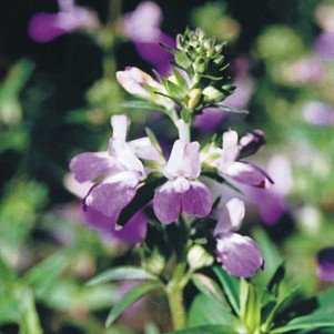 CHINESE HOUSE collinsia heterophylla 500+ seeds