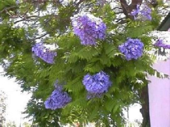BULK BLUE JACARANDA MIMOSIFOLIA flowering tree 50 seeds