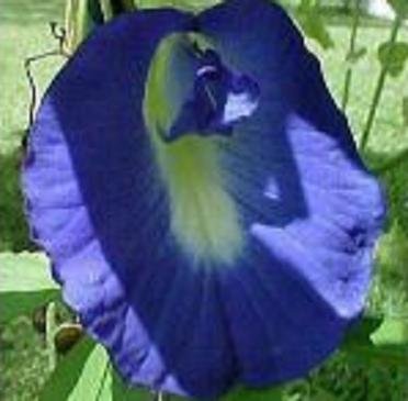 BLUE BUTTERFLY PEA VINE CLITORIA exotic 10 seeds