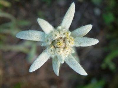 EDELWEISS LEONTOPODIUM ALPINUM rock garden RARE 10 seeds