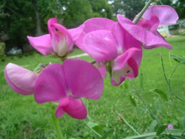 EVERLASTING PEA LATHYRUS LATIFOLIUS dark pink 10 seeds