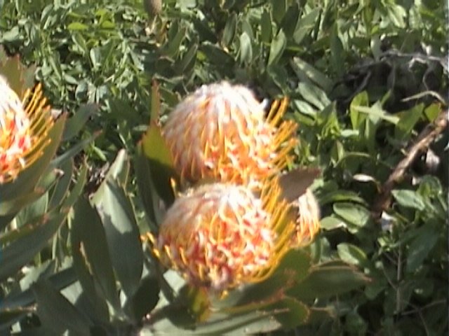 KING PROTEA CYRANOIDES orange 5 seeds