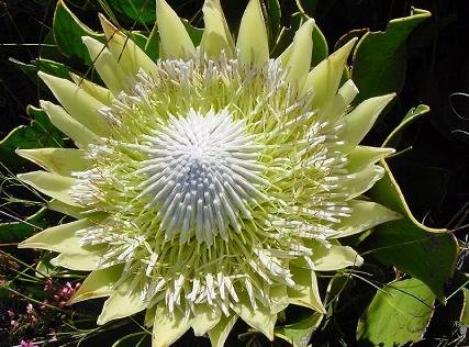 KING PROTEA CYRANOIDES yellow 5 seeds