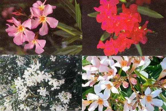NERIUM OLEANDER red salmon white pink color mix 10 seeds
