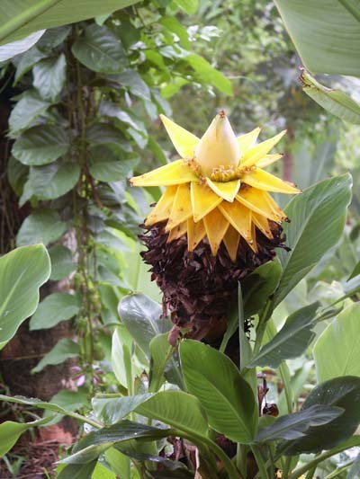 MUSELLA LASIOCARPA GOLDEN LOTUS BANANA 5 seeds