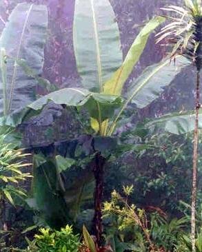 MUSA SIKKIMENSIS extremely cold tolerant 6 seeds