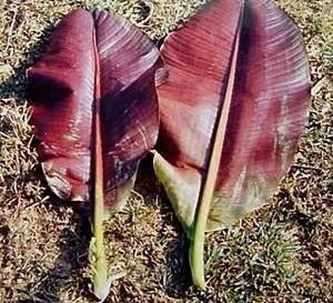 MUSA SIKKIMENSIS sp. Red Tiger winter hardy 5 seeds